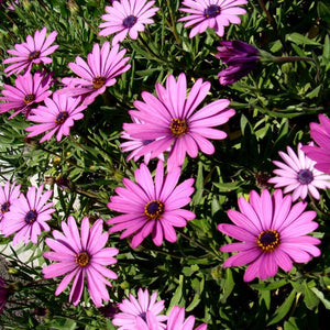 Trailing African Daisy | C&J Gardening Center