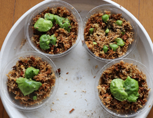 ビカクシダ（コウモリラン）・マダガスカリエンセの育て方：初めて