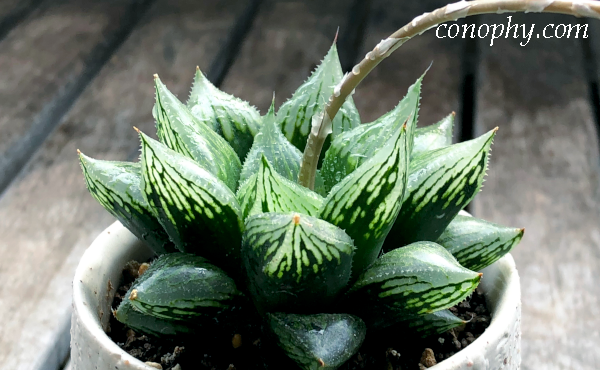 窓のきれいなハオルチア | グリーン＆インテリア ー 何気ない日々を