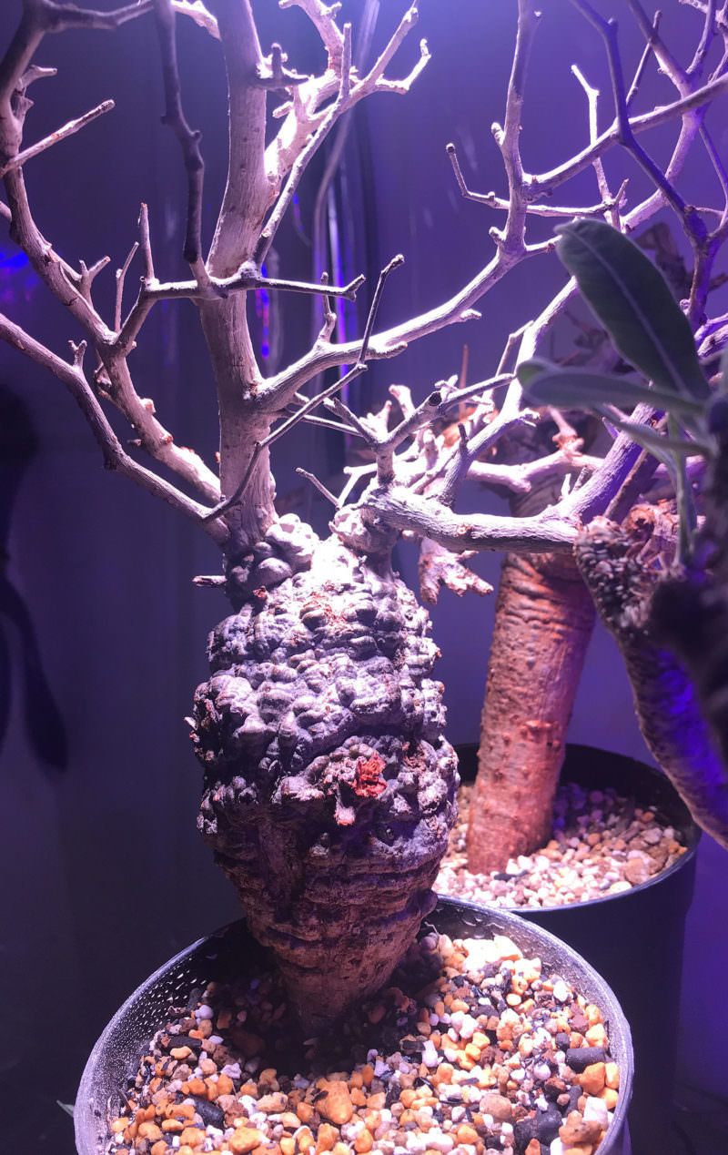 最終値下】オペルクリカリア パキプス 現地株 発根2年経過 vol.4