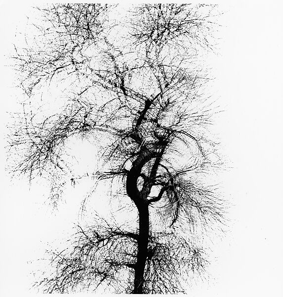 Harry Callahan - Multiple Exposure Tree, Chicago - The