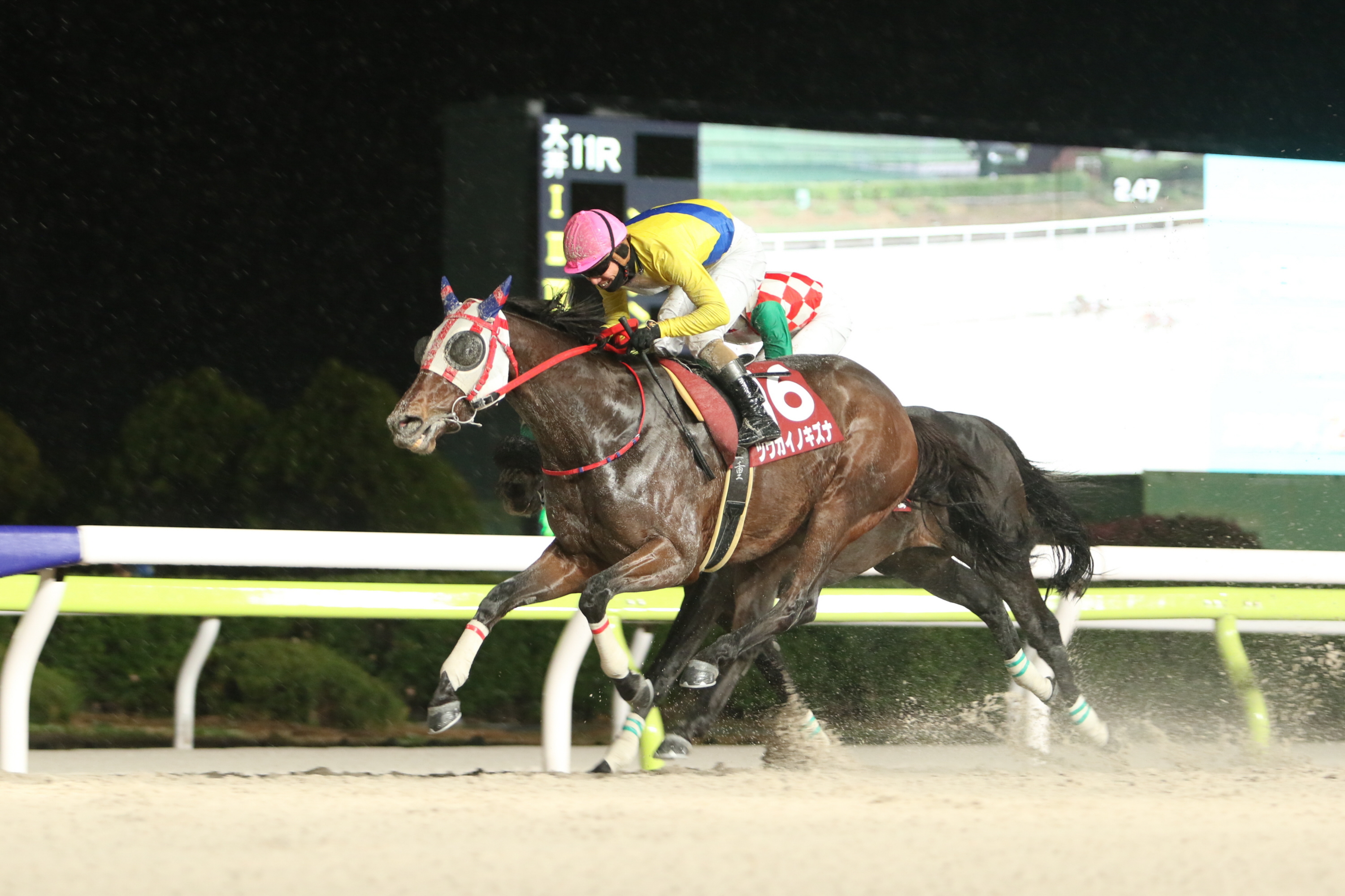 大井競馬・金盃】スタミナ自慢のツウカイノキズナが重賞初制覇狙う