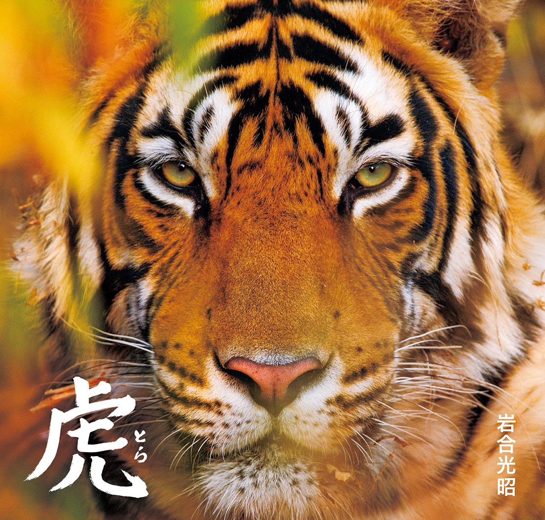 な*な様 虎 トラ 猫 残響 ムラサキ 原画 1点物 (2024年11