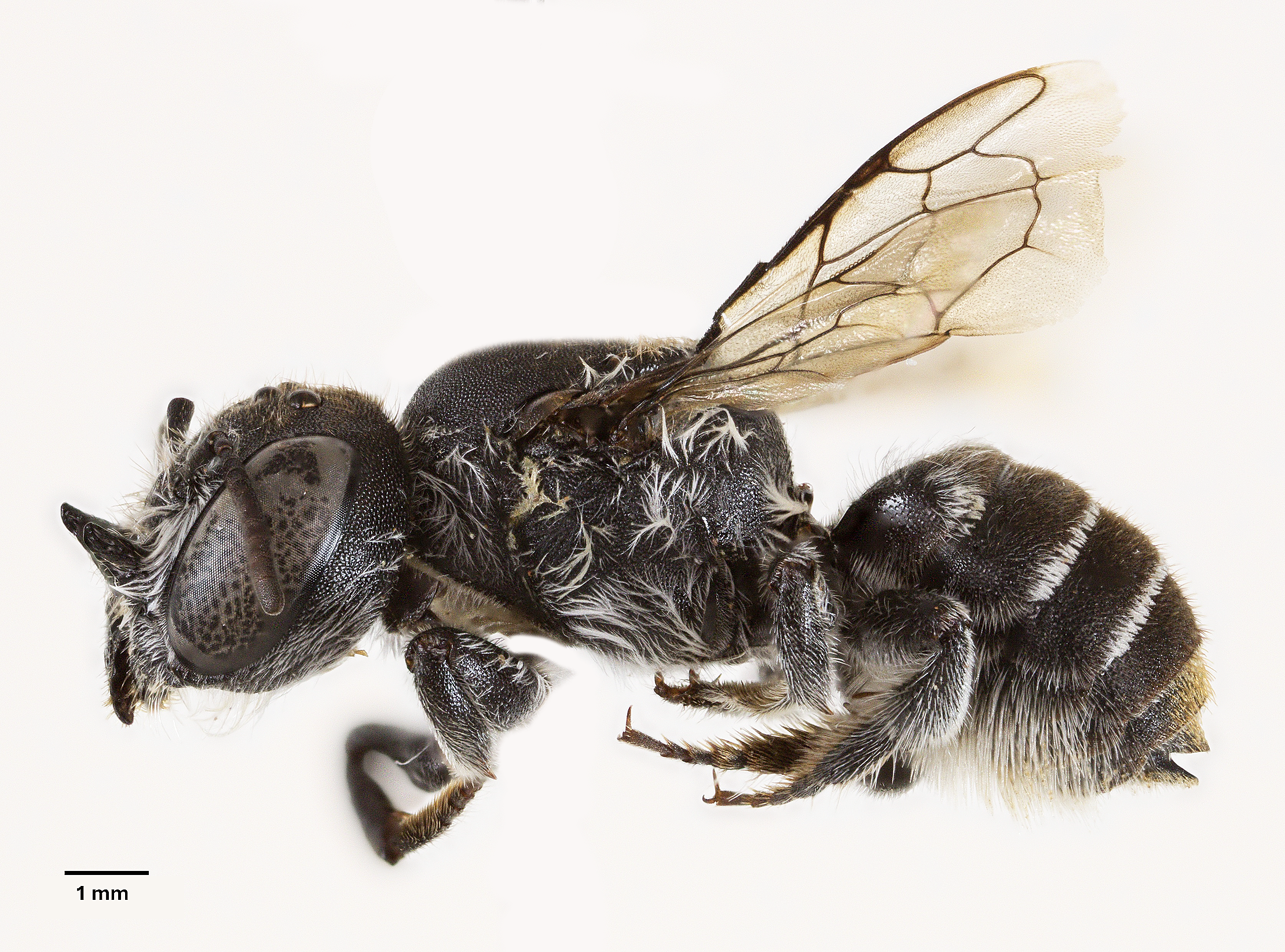 New bee species discovered with devil-like horns named 'Lucifer