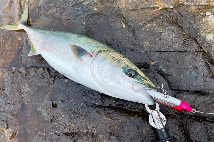 ロックショア】絶対に必須！ダイビングペンシルのおすすめルアー