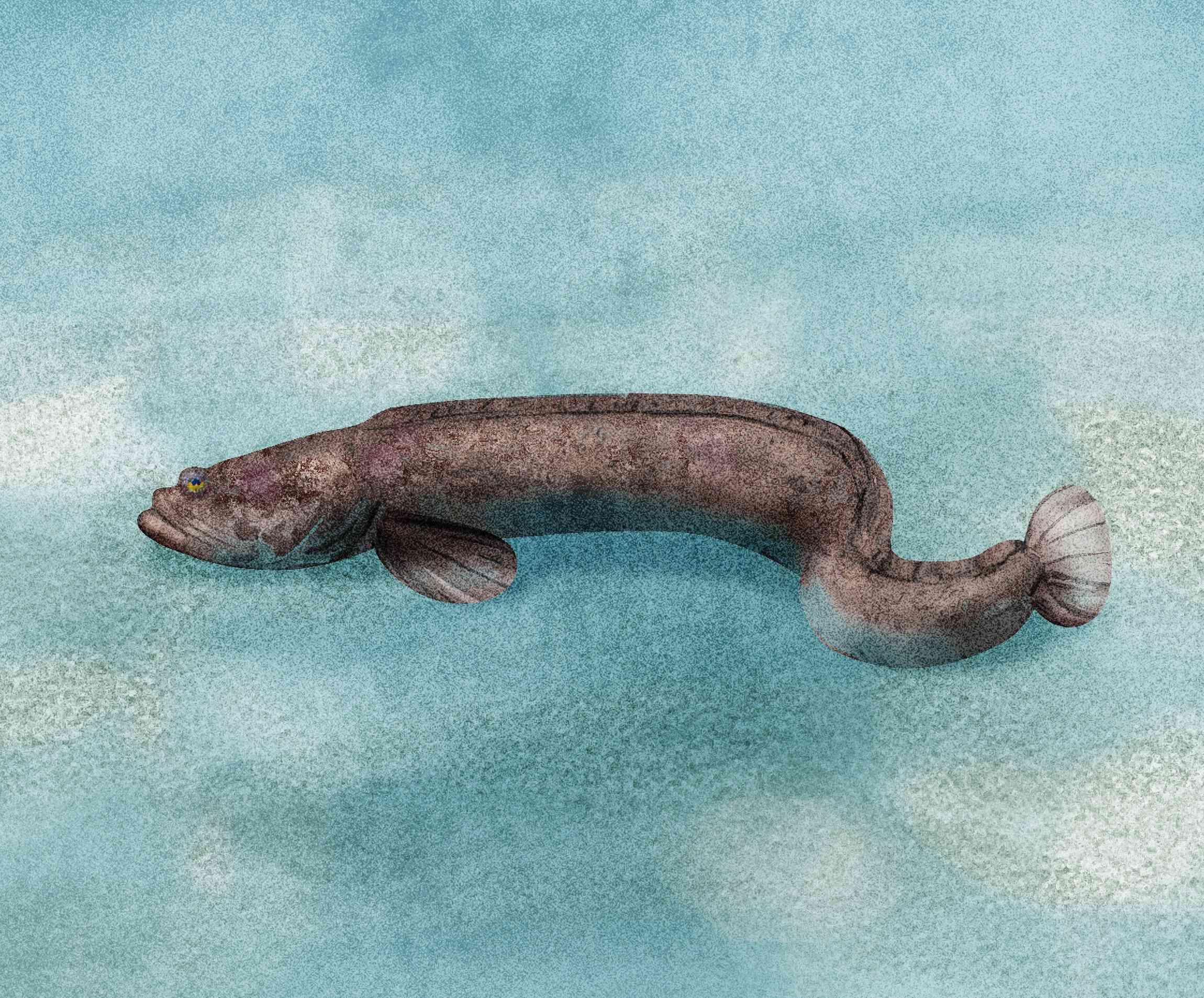 卵に毒があるのに高級かまぼこになる怪魚｜怪魚の食卓56 | 怪魚の食卓