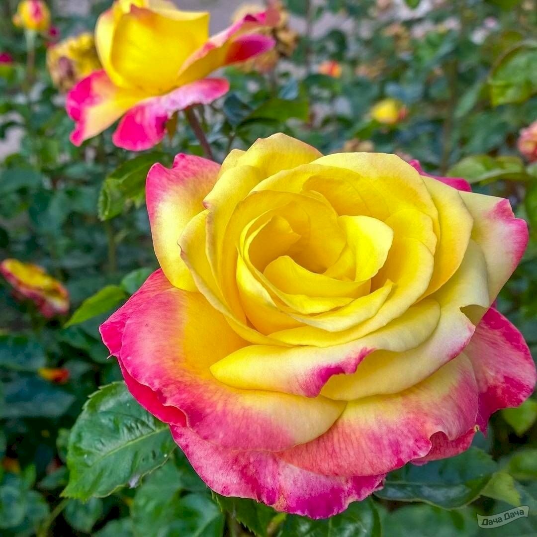 Роза чайно-гибридная Восточный экспресс (Rosa Hybrid Tea Pullman