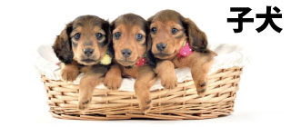 公式】銀座DAXDACHS（ダックスダックス） - ミニチュアダックスフンド