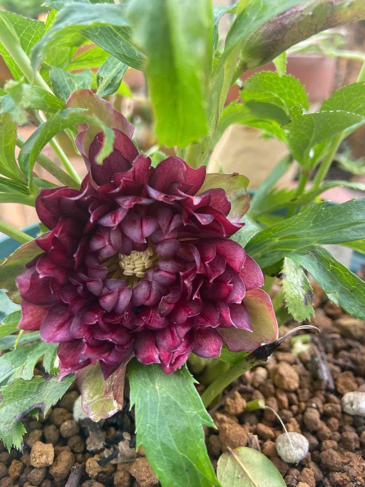 クリスマスローズの実生☝️ダーククレオパトラ種から育てた子