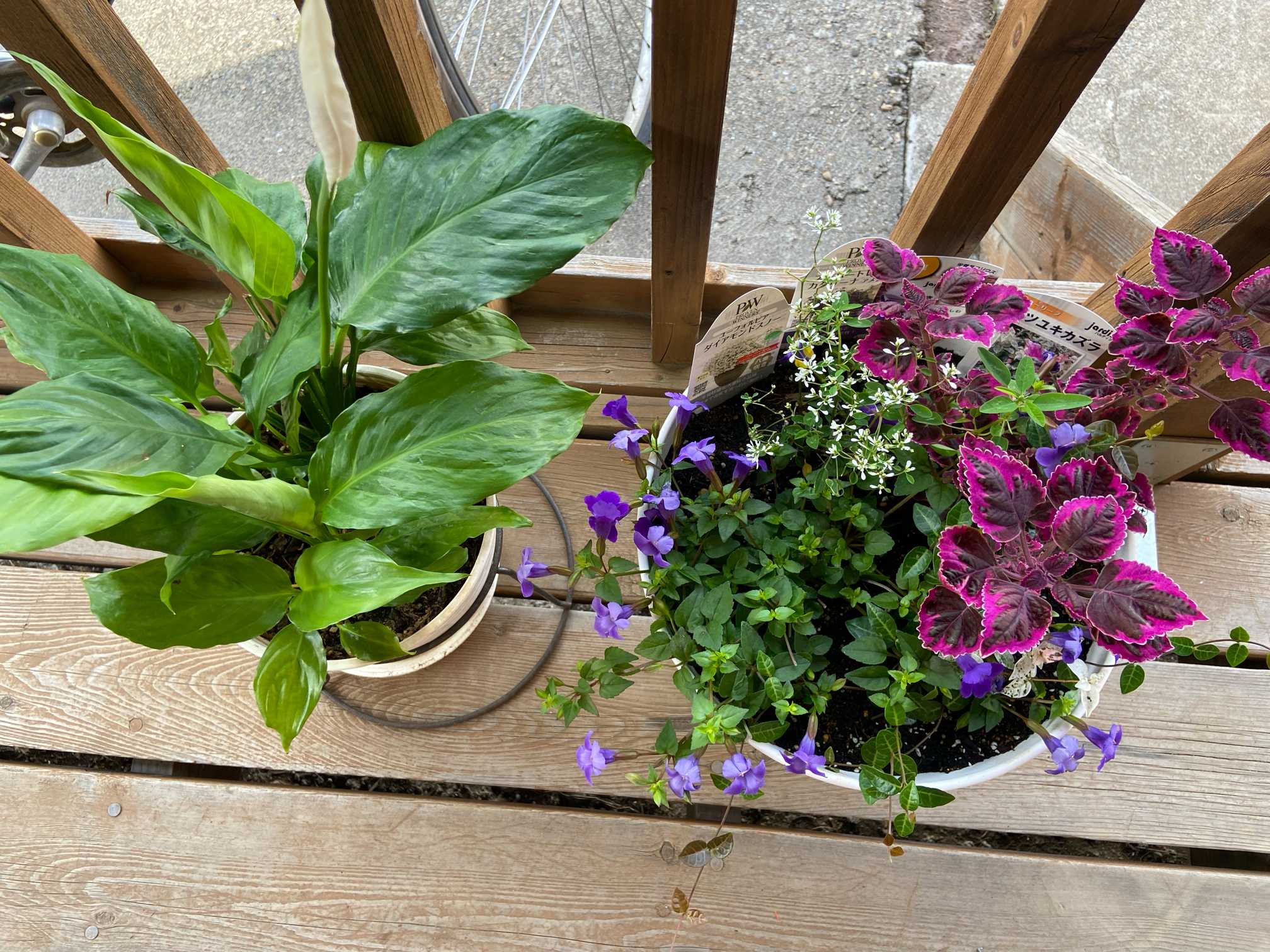 u*a様 人気♡パルプンテ♡極キレイパープル 2苗♡寄せ植え♡カゴ付き