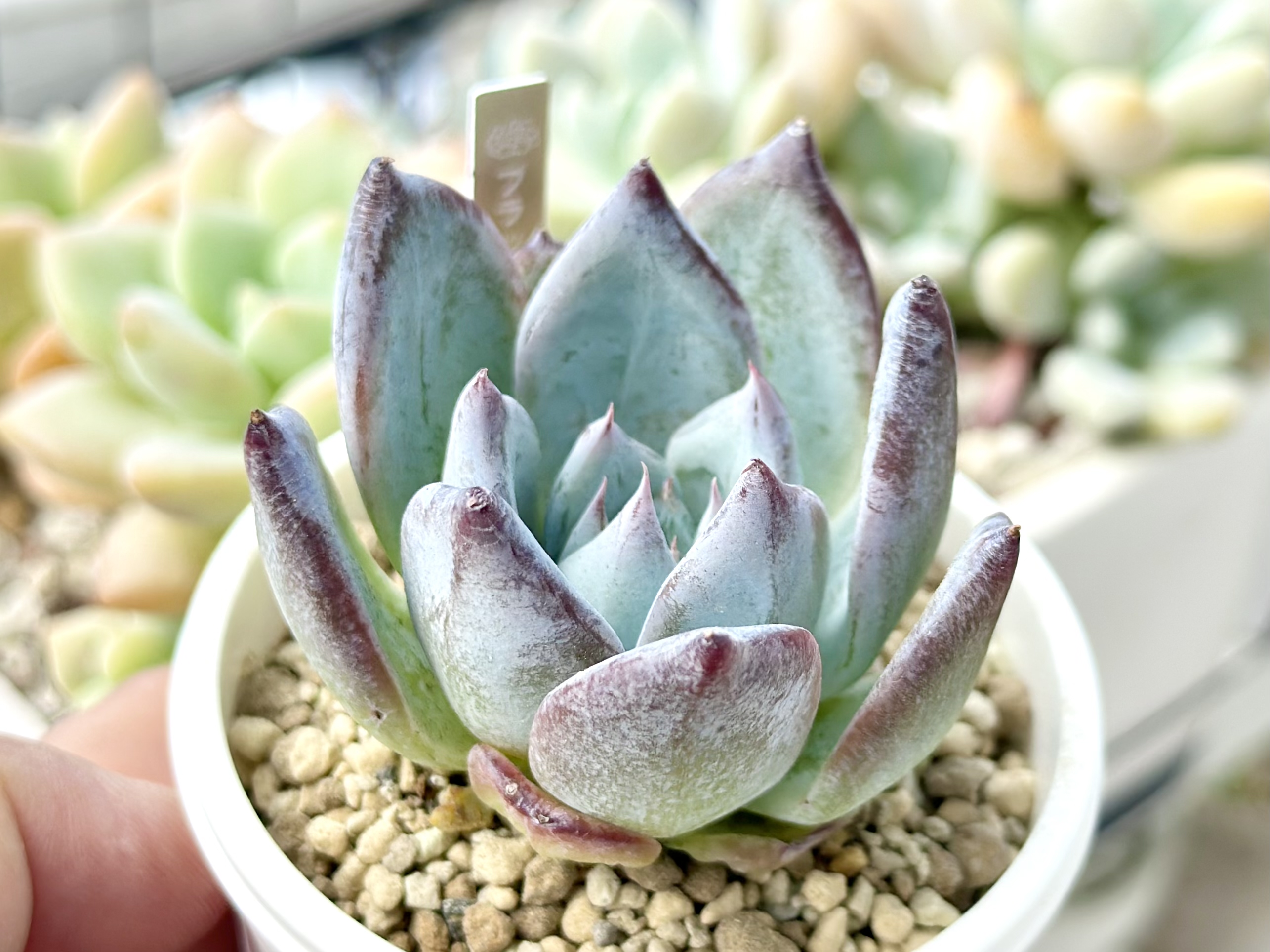 ハオルチア ラブハート錦 極上斑 ≧∇≦）多肉植物 ハオルチア