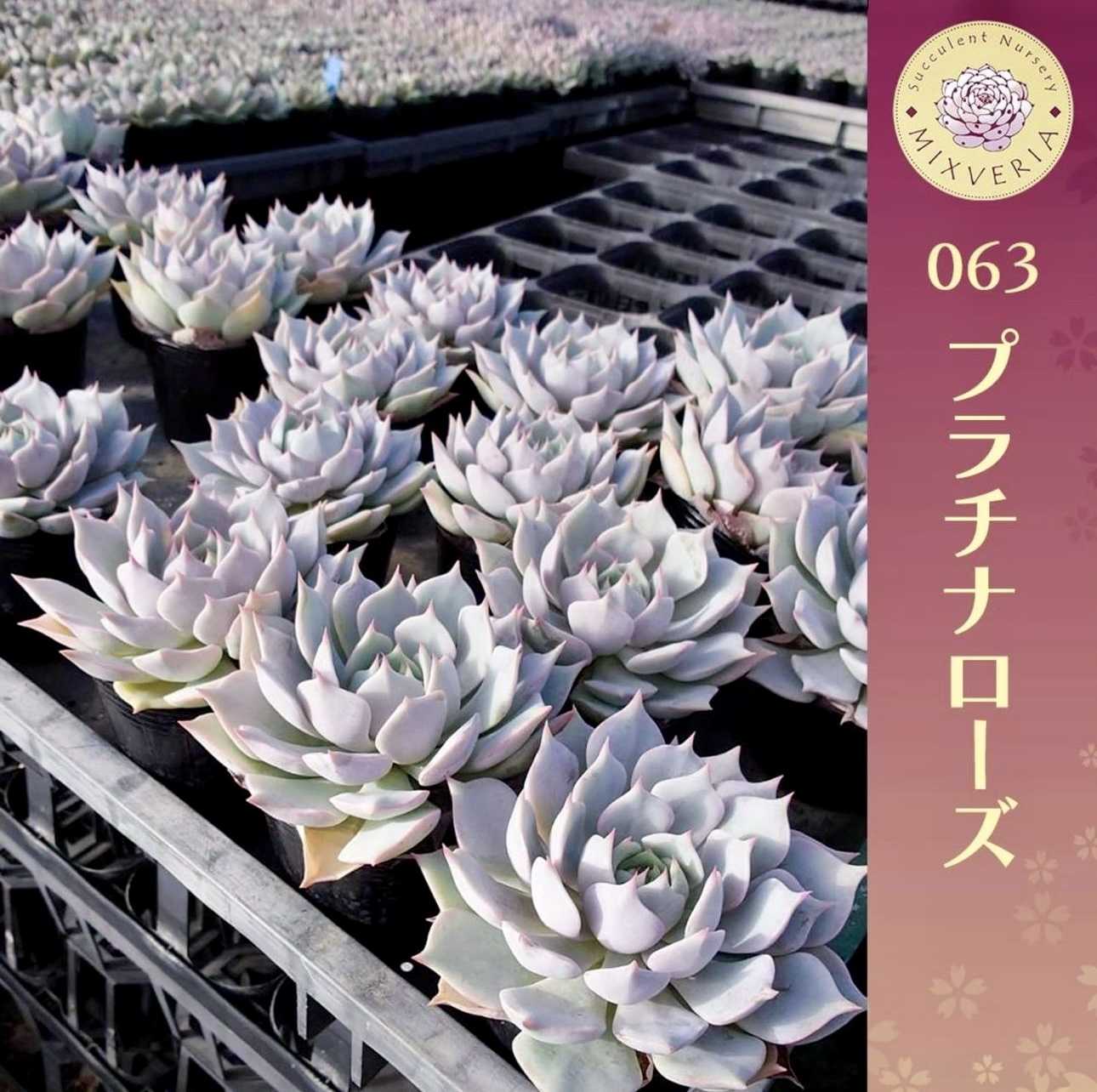 ゆきのん 速達！ ‼︎レア苗‼︎ ザラゴーサspノバ カキコ 多肉植物 お