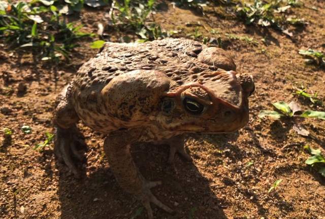 猛毒の外来種『オオヒキガエル』の食べ方をカラスに教えてもらった