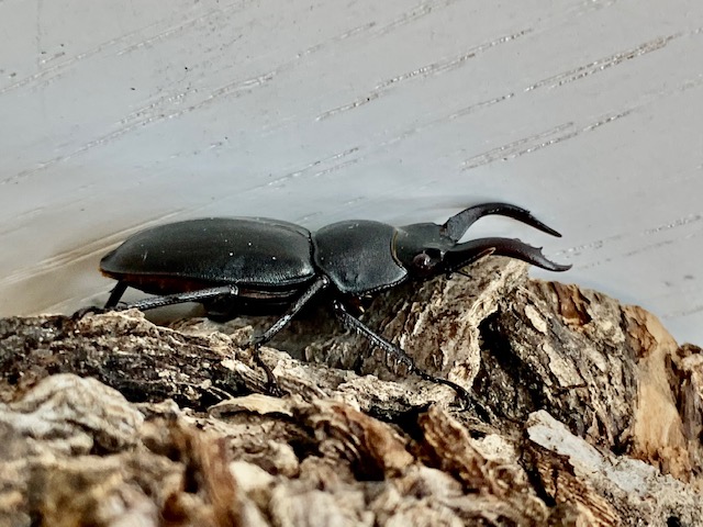 アマミシカクワガタ♂Msizeフリーペア 希少種/採集禁止/国産唯一の