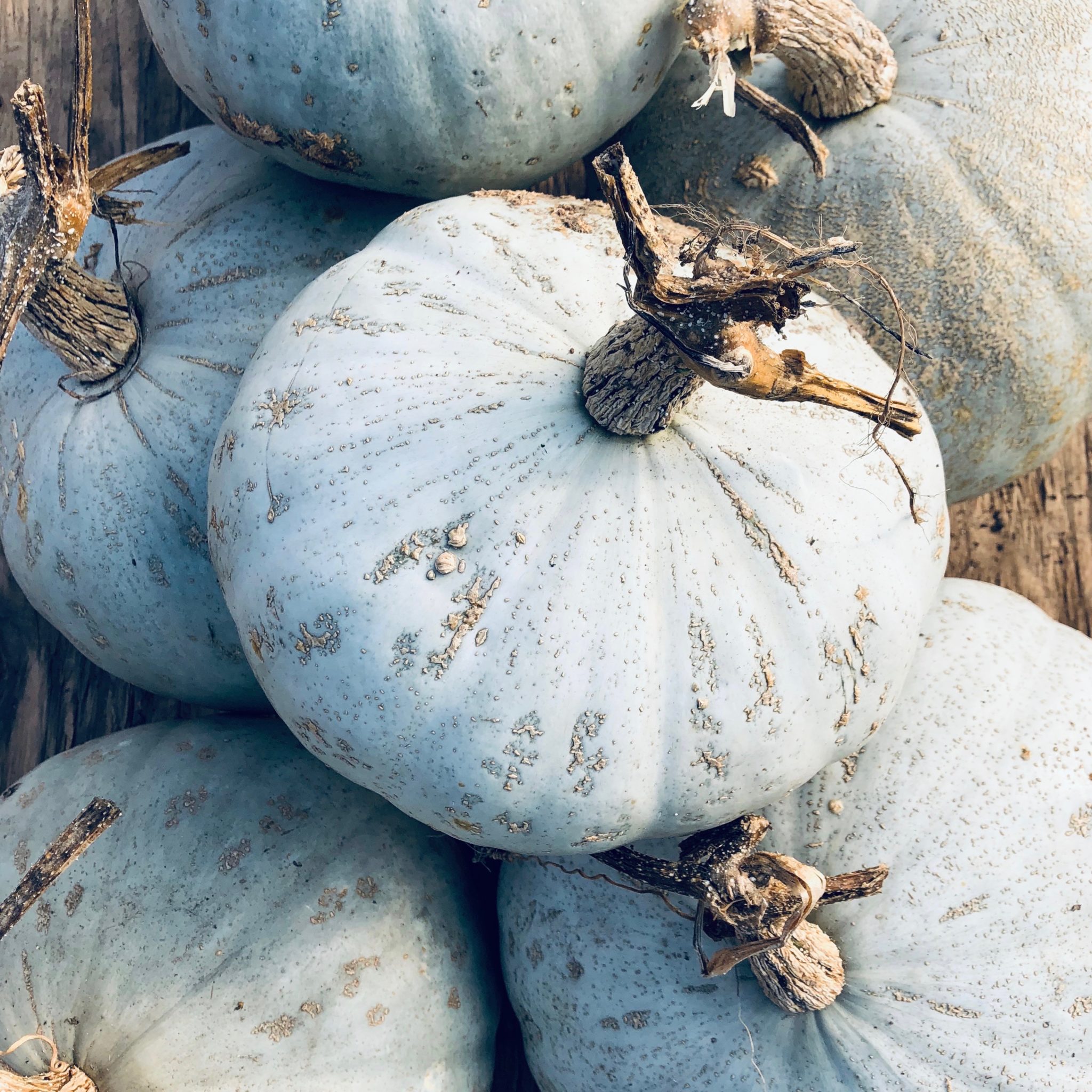 Organic Winter Squash Seed - Oregon Homestead Sweet Meat