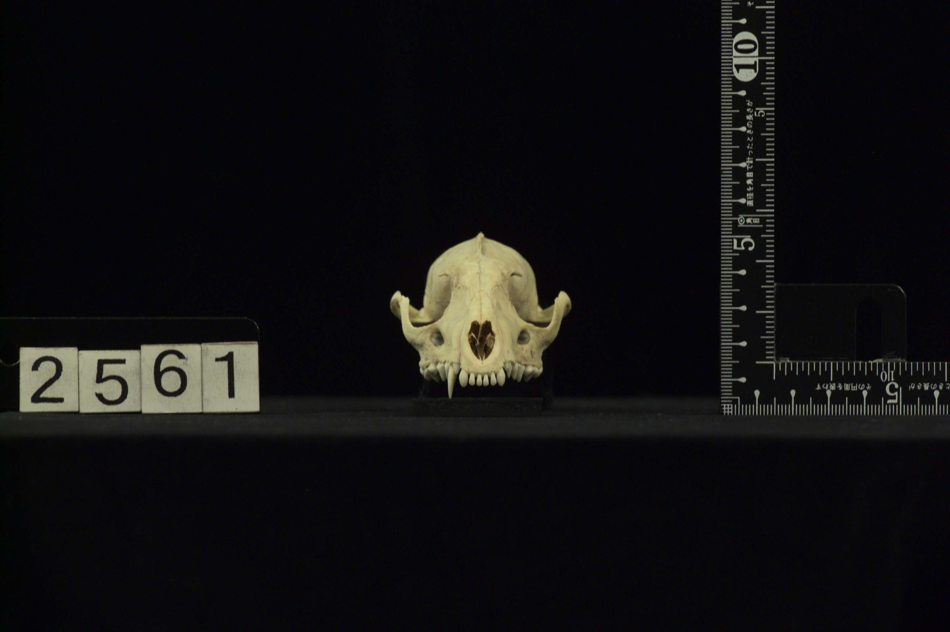 Paradoxurus hermaphroditus（パームシベット）