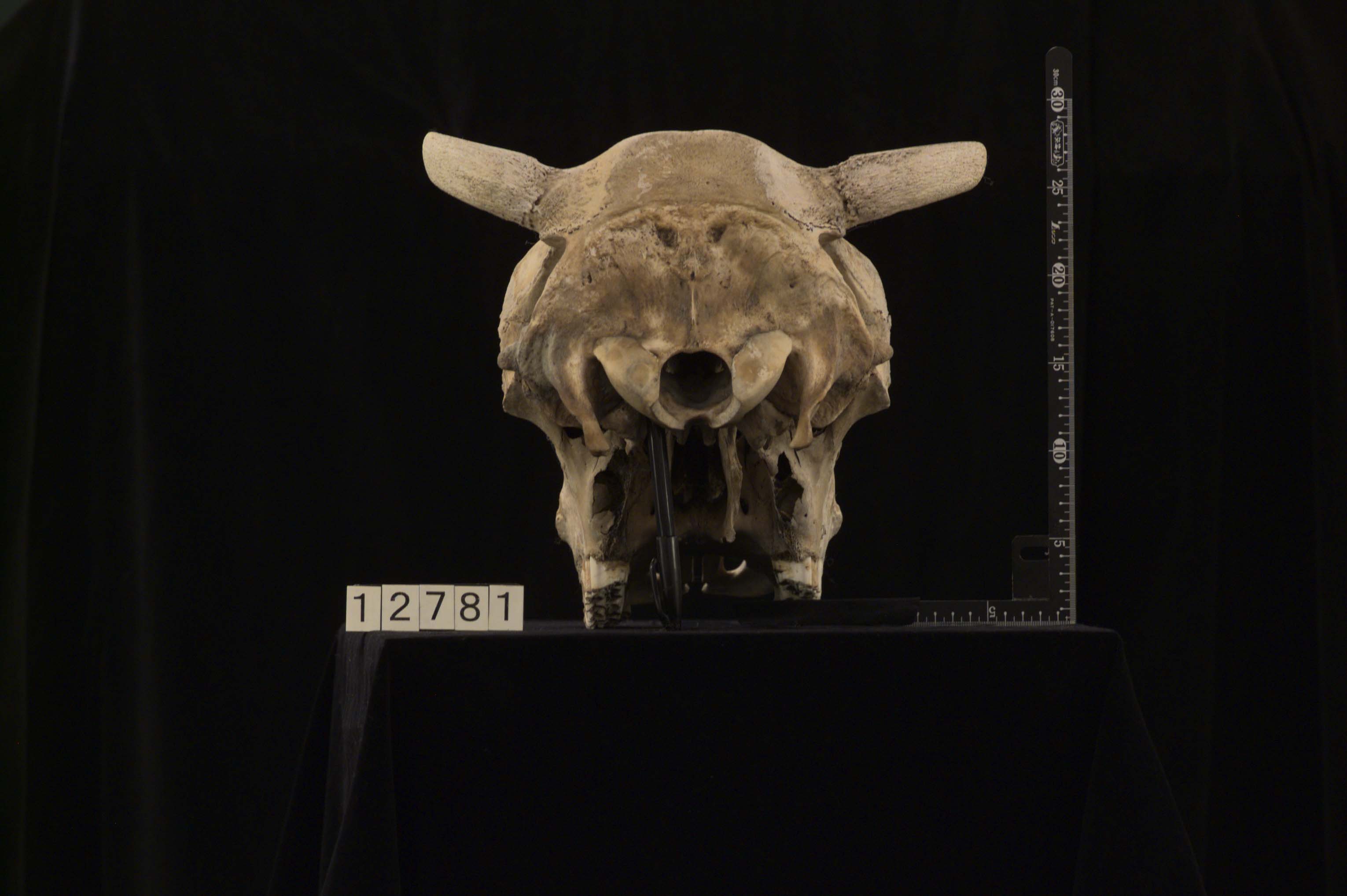 Bos taurus（ウシ）