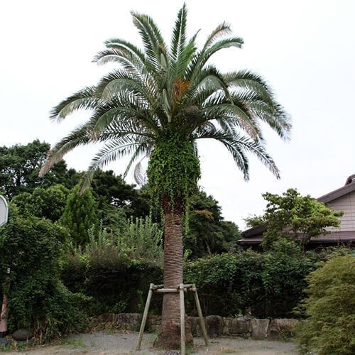 カナリーヤシの特徴・育て方・剪定時期・病気・害虫