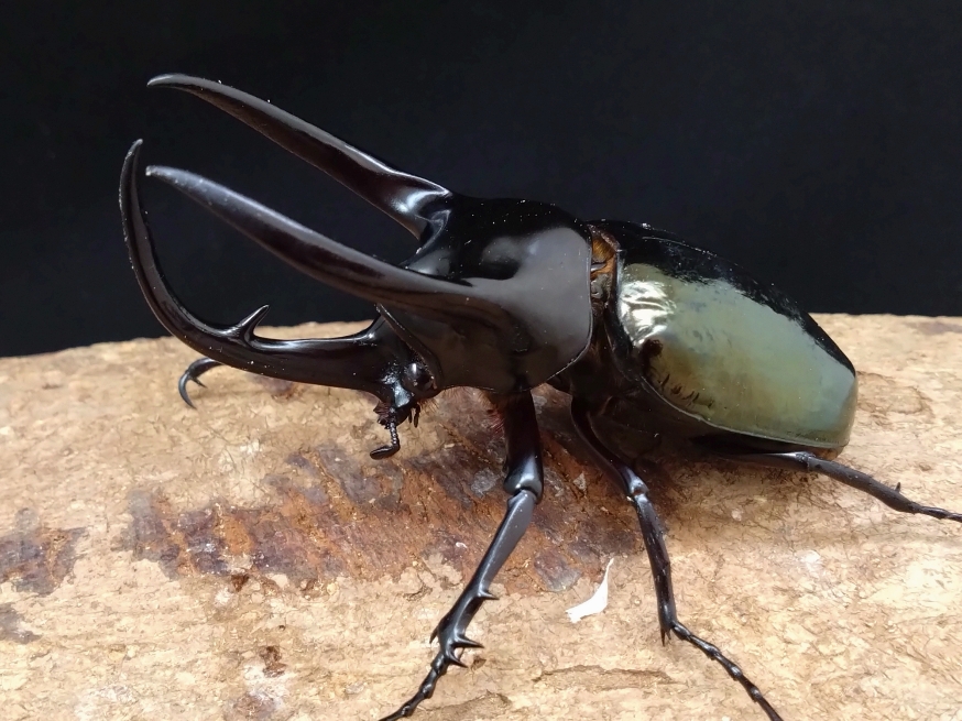 ☆2/22新着☆天然☆スマトラ島産☆コーカサスオオカブト | Dorcusfarm