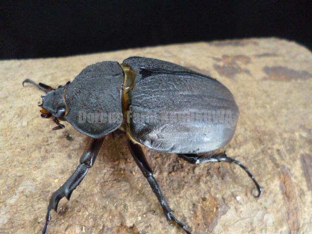 ☆新成虫☆レックスゾウカブト♂109mm♀75mm | Dorcusfarm