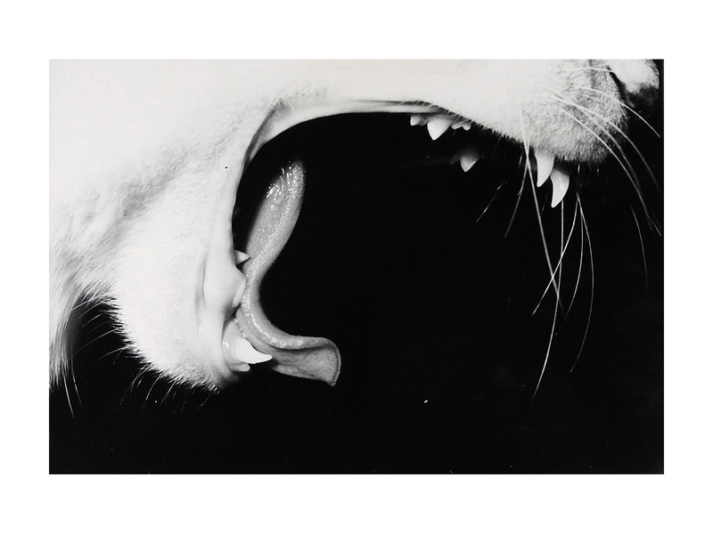 サスケ - 深瀬昌久 | shashasha 写々者 - 写真集とアートブック