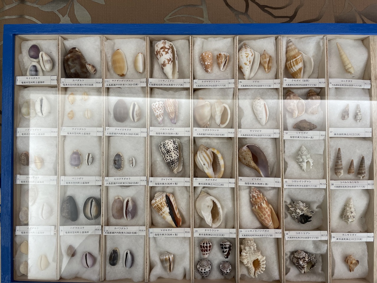 鹿児島県内で採集した「中型・小型・微小貝の貝殻280種類」 鹿児島