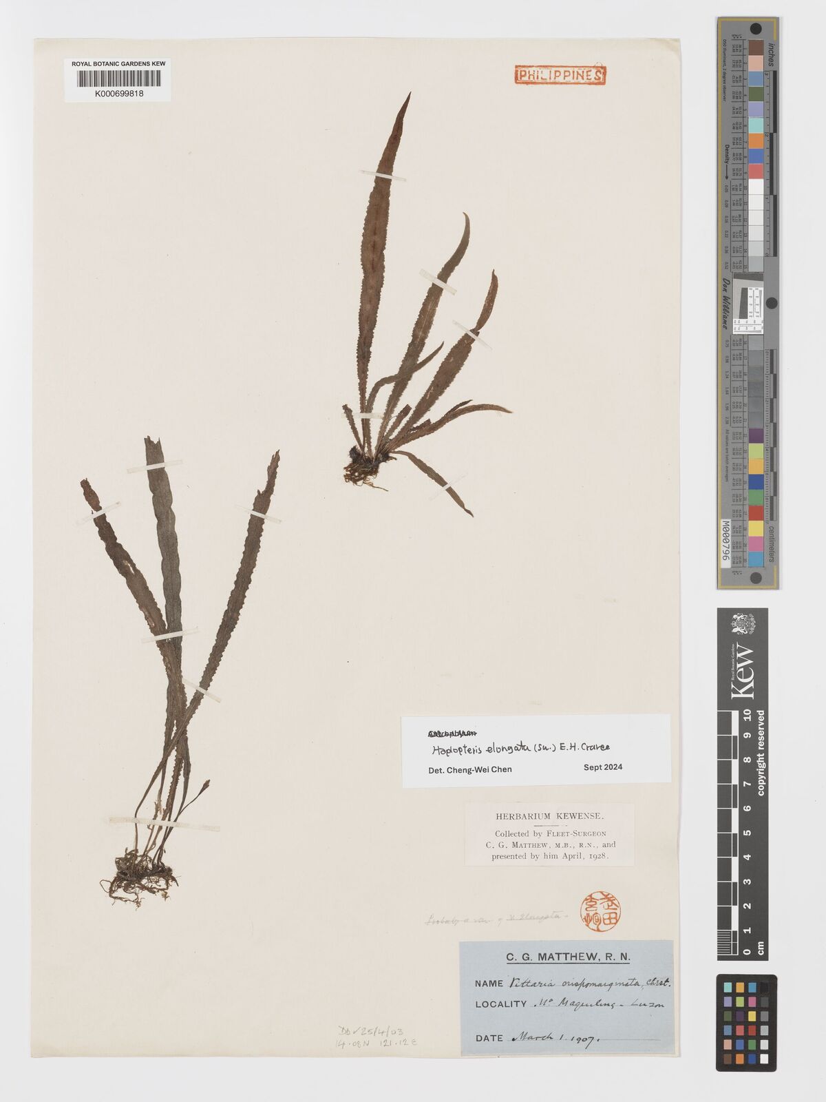 Haplopteris elongata (Sw.) E.H.Crane | Plants of the World Online