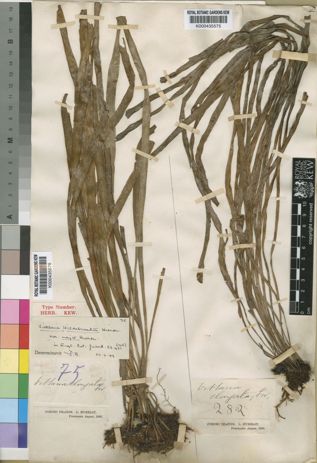 Haplopteris elongata (Sw.) E.H.Crane | Plants of the World Online