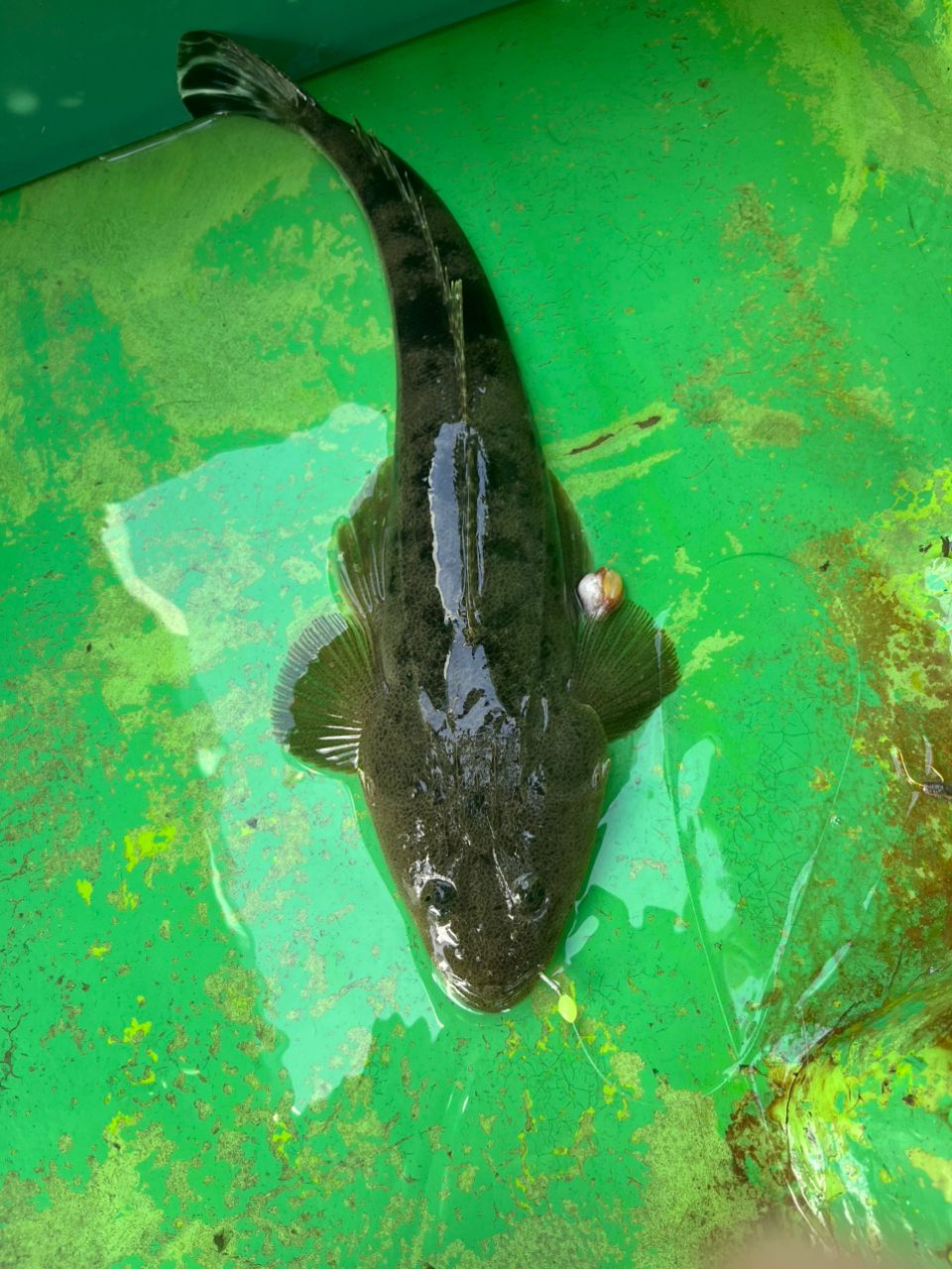 DAIWA 極鋭 マゴチ 2023年モデルの最安値・インプレ・釣果 | 本音の