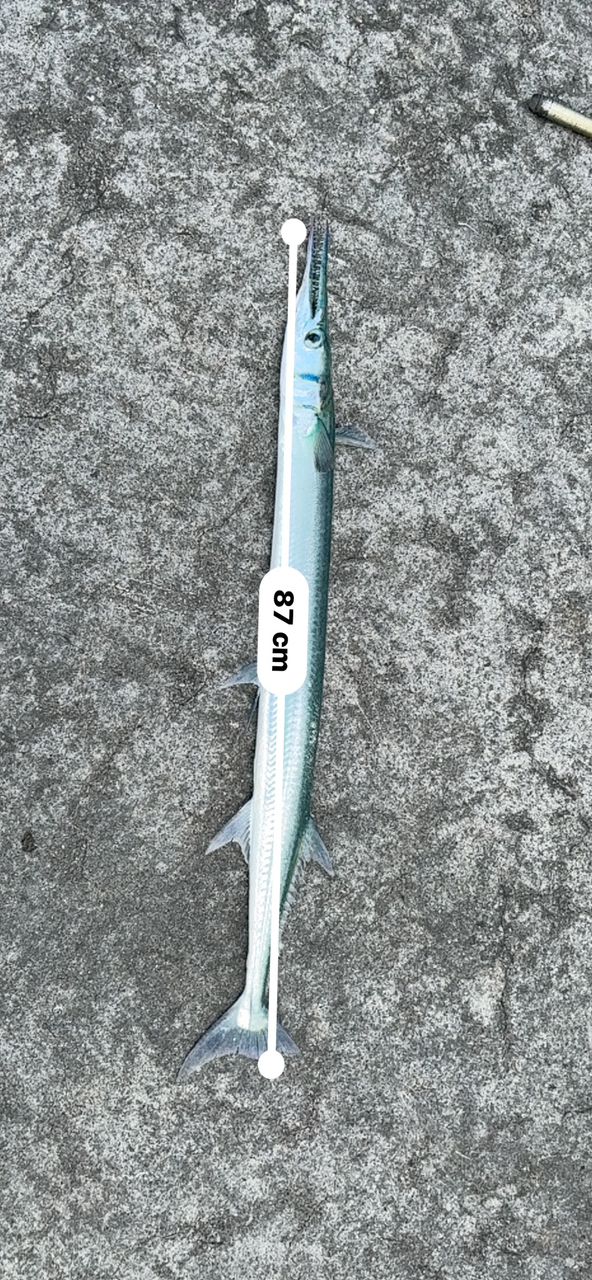 DAIWA 15バトルゲーム タマンモンスター 10号-50遠投の最安値