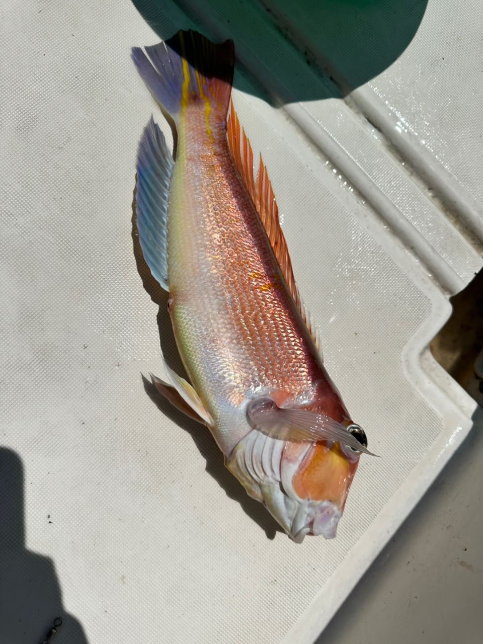 DAIWA 21アナリスター ヒラメ MH-270の最安値・インプレ・釣果 | 本音