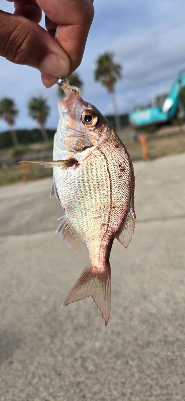 AbuGarcia エラディケーター リアルフィネスCMG ERFS-62LS-EXF-CMGの最