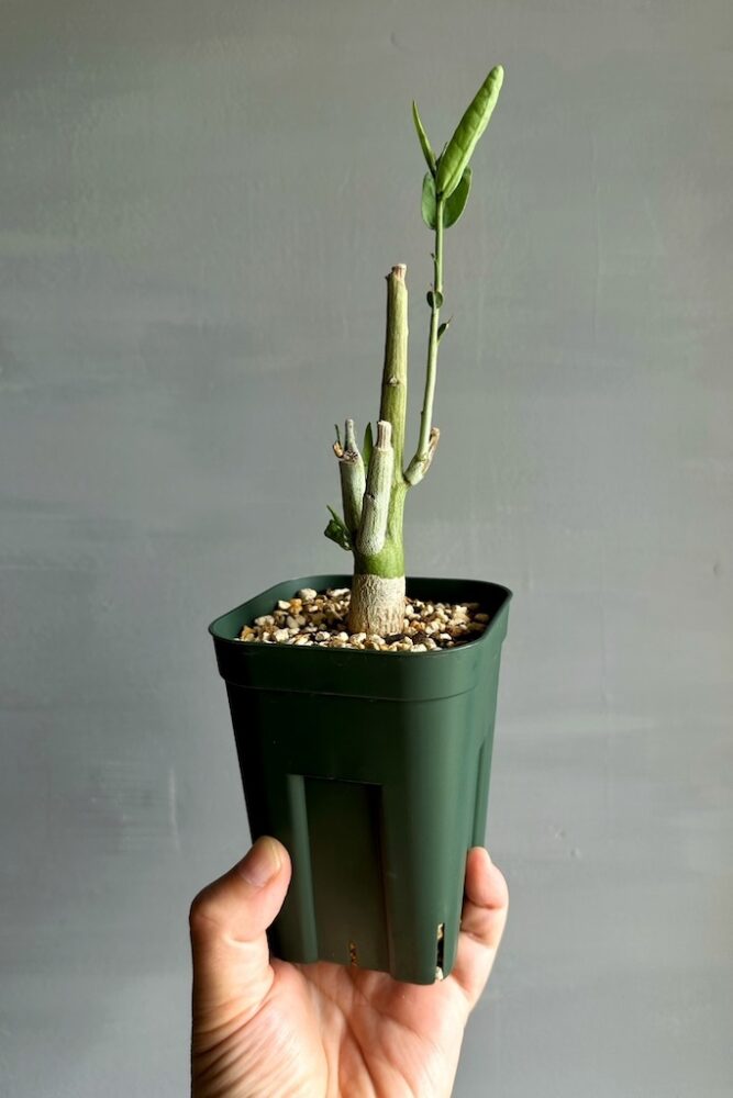 稀少なコーデックスを挿し木で楽しむ「アデニア・ペチェリー」 | Dig