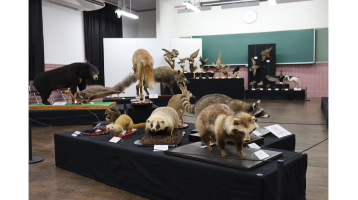 日本獣医生命科学大学付属ワイルドライフ・ミュージアムで5月31日まで