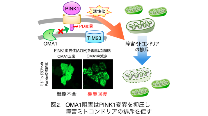 若年性パーキンソン病の原因遺伝子変異の新たなメカニズムを解明