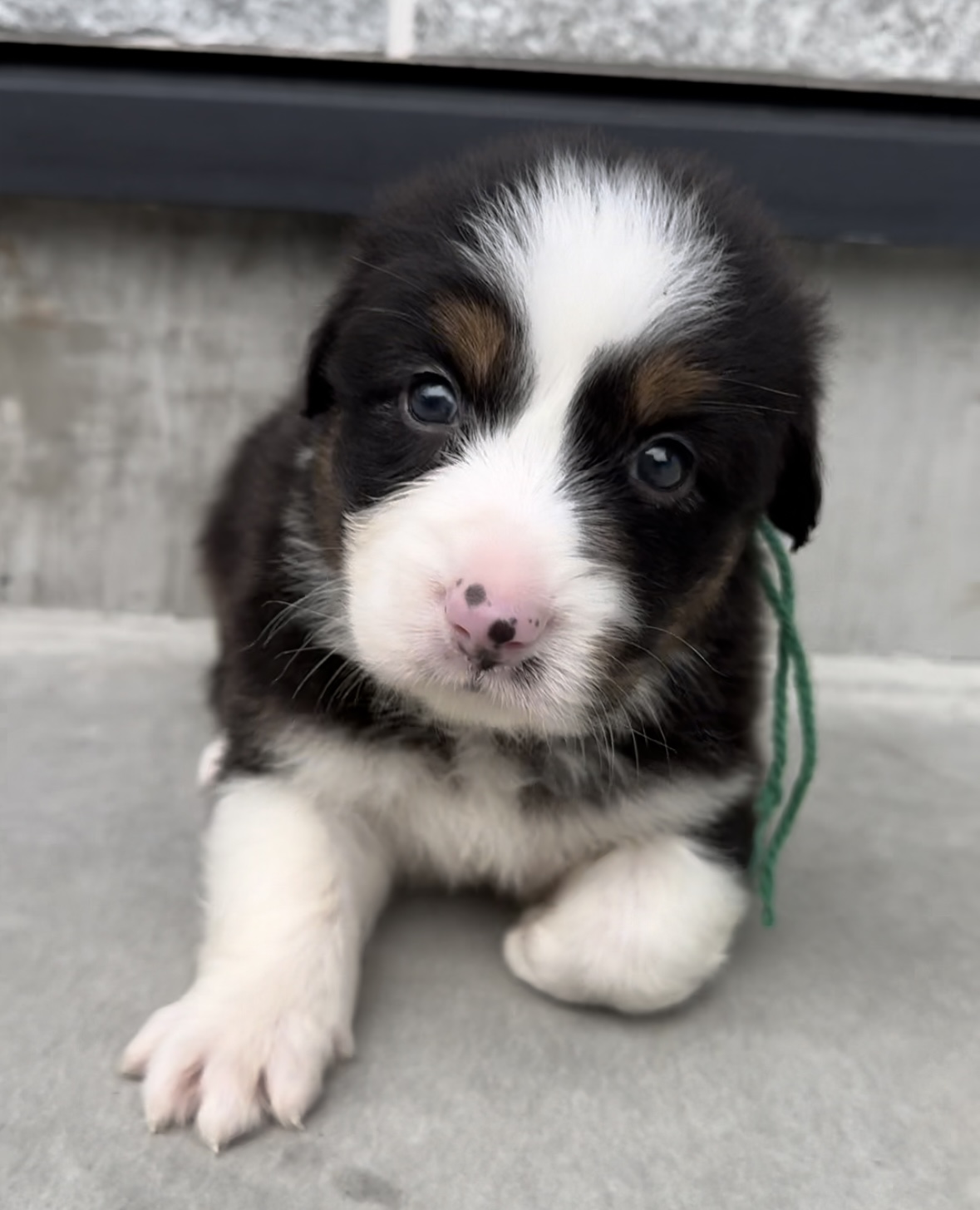 DOG COLLECTION（ドッグコレクション） | オーストラリアンシェパード