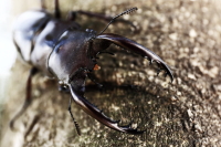 フォルスターフタマタクワガタ(原名亜種)｜ドルクスダンケ