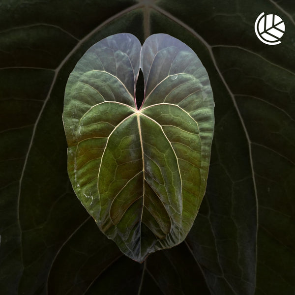 Seeds: Anthurium Ace of Spades X Papillilaminum