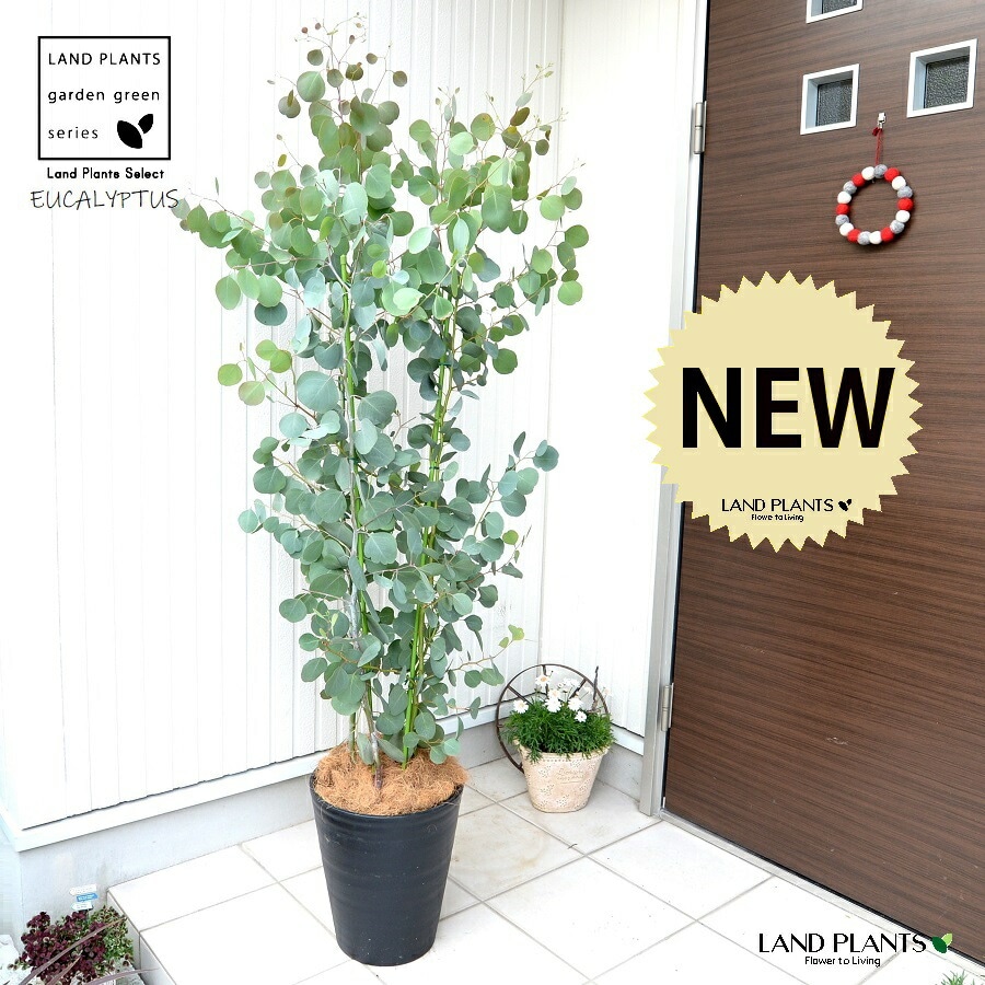 dショッピング |ユーカリ（ポポラス：丸葉） 黒色 10号 セラアート鉢