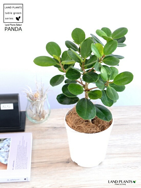 dショッピング |【希少植物】【お試し】 ガジュマル（パンダ） 4号