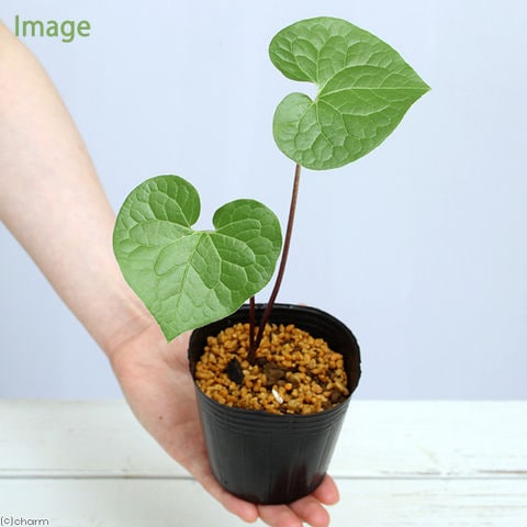 dショッピング |（山野草）フタバアオイ（二葉葵） 3号（1ポット