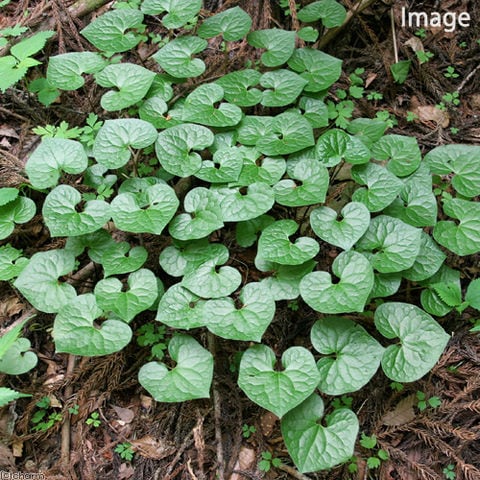 dショッピング |（山野草）フタバアオイ（二葉葵） 3号（1ポット