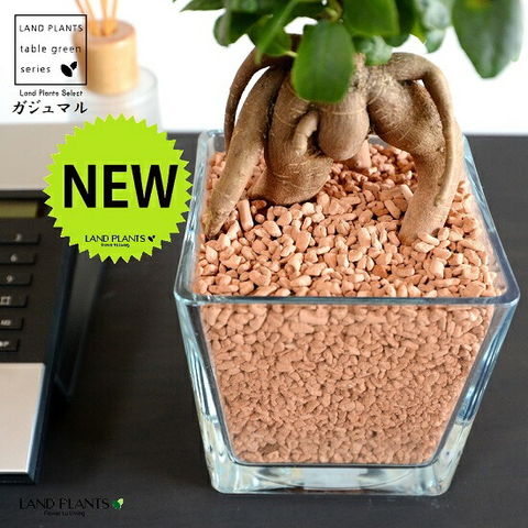 dショッピング |【水耕栽培】 がじゅまる（幹太）スクエア型 ガラス