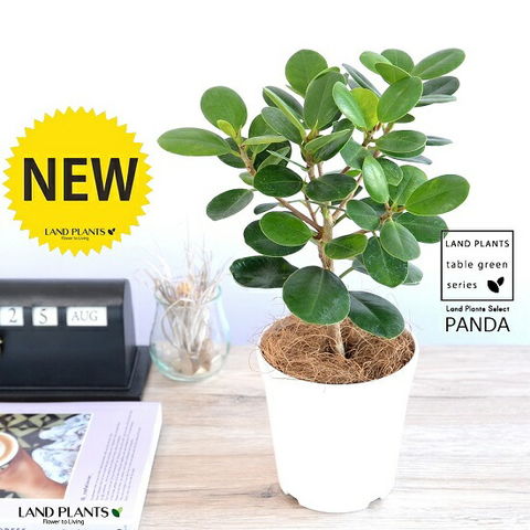 dショッピング |【希少植物】【お試し】 ガジュマル（パンダ） 4号