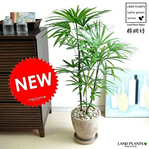 dショッピング |棕櫚竹（シュロチク） 茶色 エッグ型 ラウンド陶器鉢