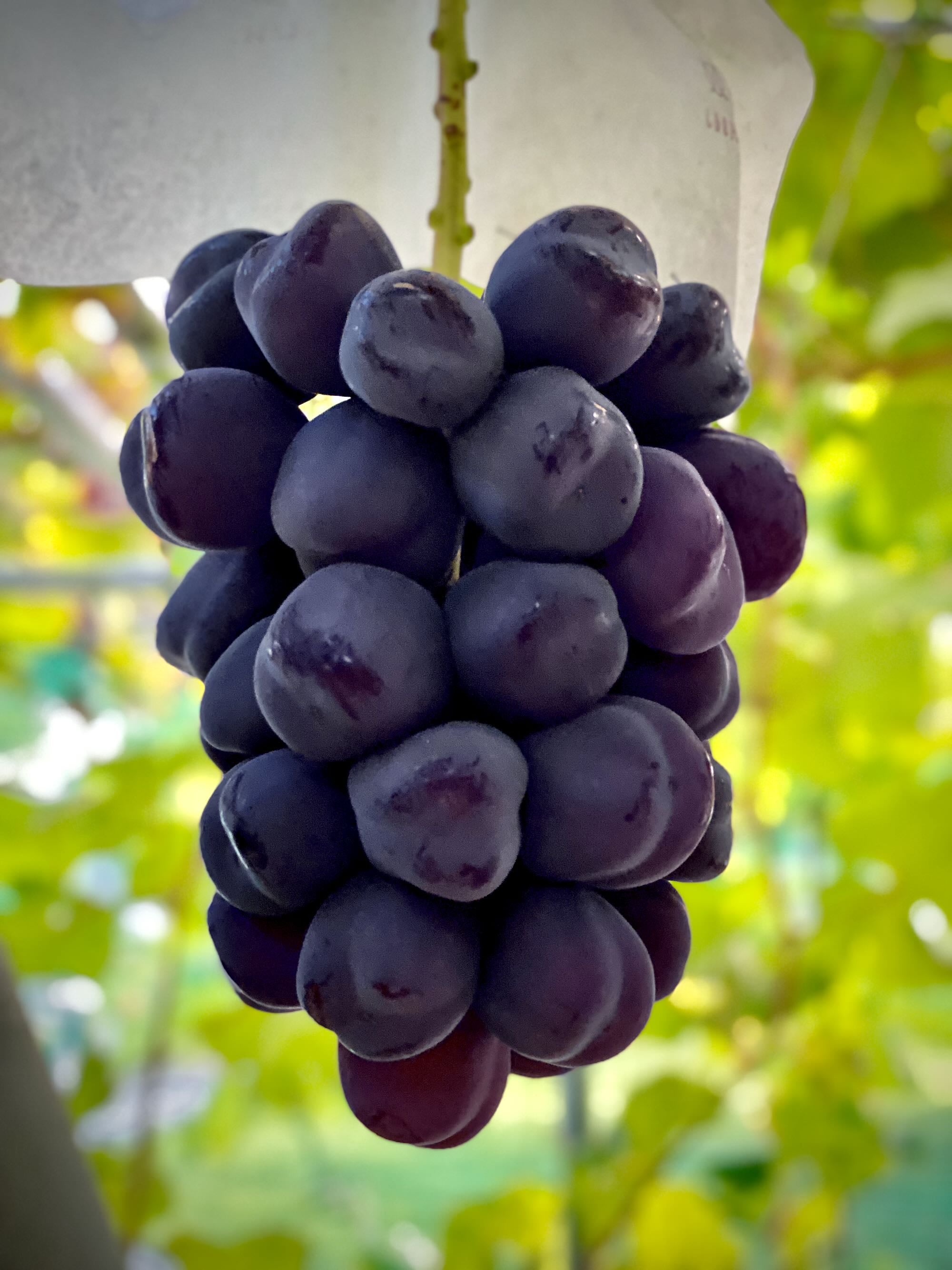 苗木】2026年秋 富士の輝® 限定2本セット品【予約商品】【11月便