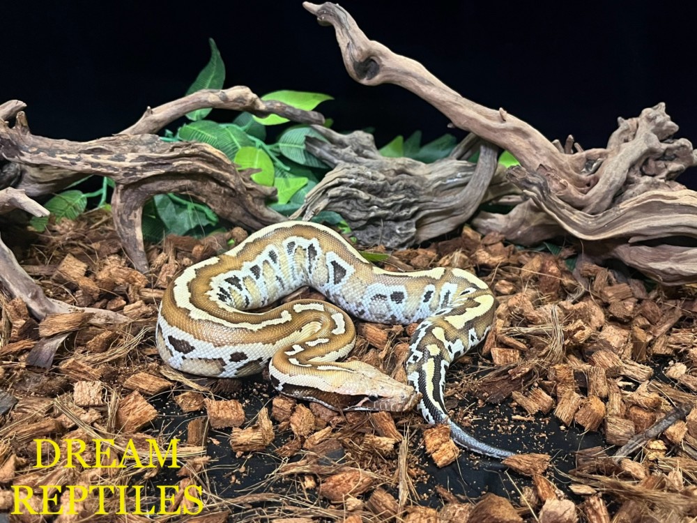 4月11日入荷情報 外見＆行動特性から魅力があふれ出すスペシャルな