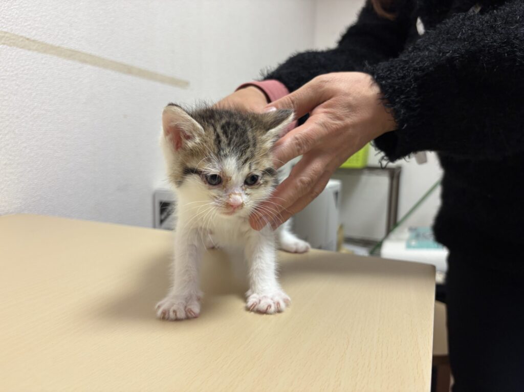 里親決定 猫 - 東京・神奈川・千葉・埼玉 - キジ白 ミンちゃん（メス