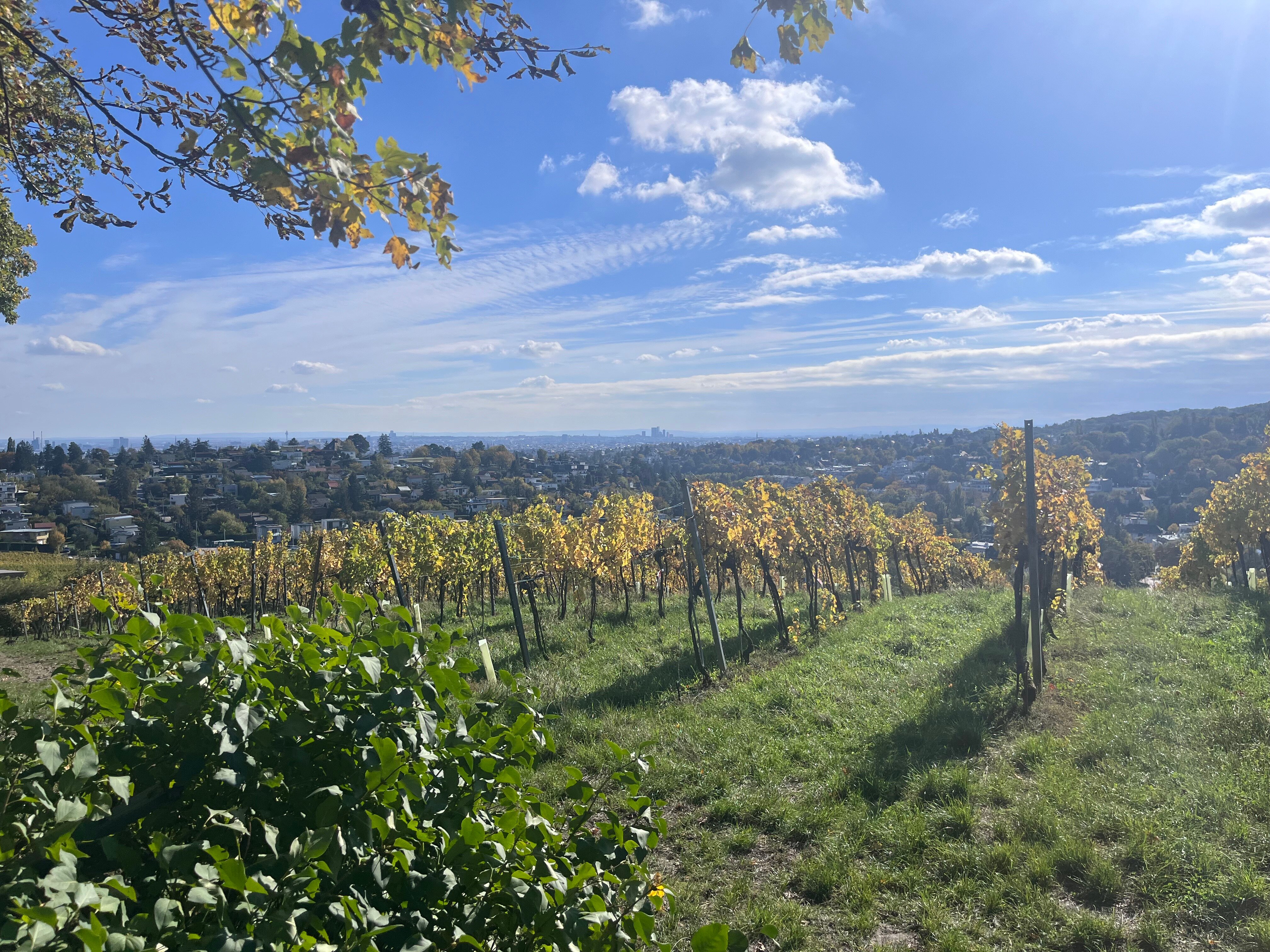 2026年 ウィーンの森 - 出発前に知っておくべきことすべて