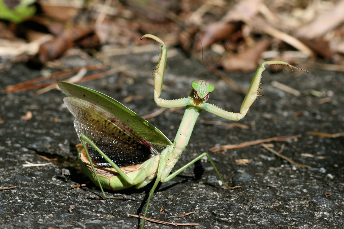 かまきりリレー」にチャレンジ！ カマキリの、安全な、さわりかた